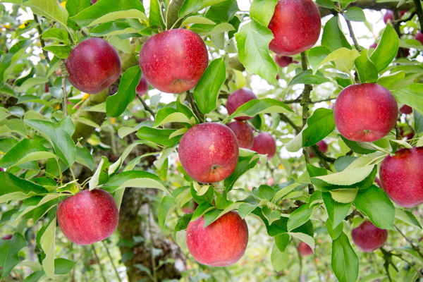 Vườn táo du lịch Fujita