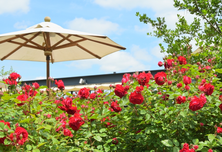Công viên Ibaraki Flower (Ibaraki Flower Park)